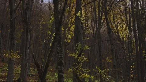 Sunlight filtering through the trees in an autumn forest Stock Footage 310230015