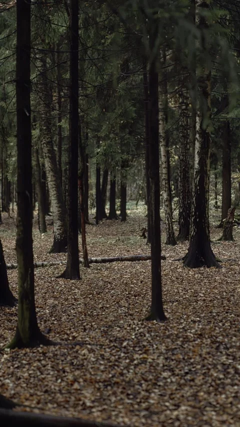 Sunlight filtering through trees in autumn forest with fallen leaves on ground Video stock 320192275