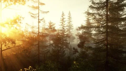 Sunlight filtering through the trees in a beautiful forest Photos
