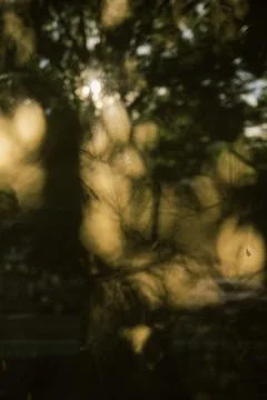 Sunlight filtering through trees casts a warm glow on the ground during the late Stock Photos