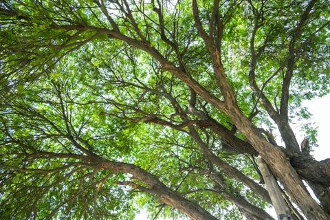 In the sunlight filtering through the trees, Close-up view of an tree in fall Foto stock
