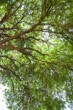 In the sunlight filtering through the trees, Close-up view of an tree in fall Foto stock