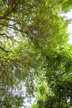 In the sunlight filtering through the trees, Close-up view of an tree in fall 写真素材