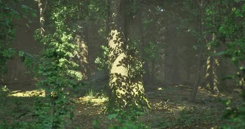 Sunlight filtering through trees creates enchanting shadow patterns in forest Stock Illustration