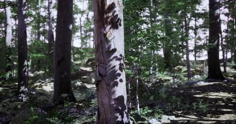 Sunlight filtering through trees creates intricate shadows in the forest Stock Illustration