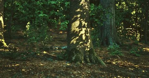 Sunlight filtering through trees creating patterns on forest floor Stock Illustration