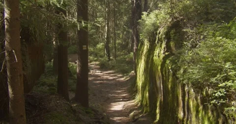 Sunlight Filtering Through Trees In Czech Paradise Bohemian Forest Trail Stock Footage 345550046