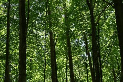 Sunlight filtering in through the trees in a deciduous forest Foto stock
