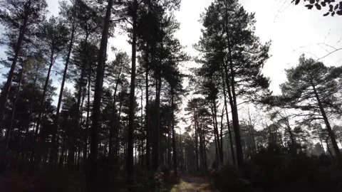 Sunlight filtering through trees Stock Footage 146144598