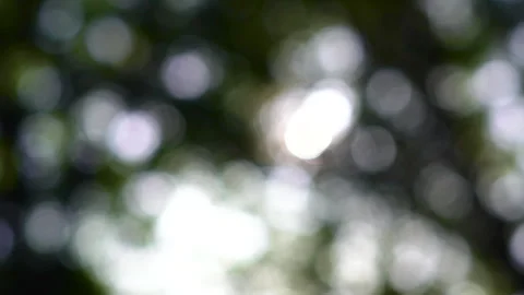 Sunlight filtering through trees Stock Footage 246677212