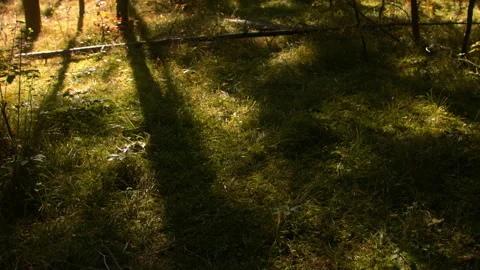 Sunlight filtering through trees Stock Footage 259054830