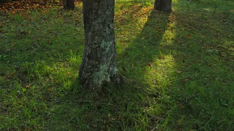 Sunlight Filtering Through the Trees Stock Footage 327539379