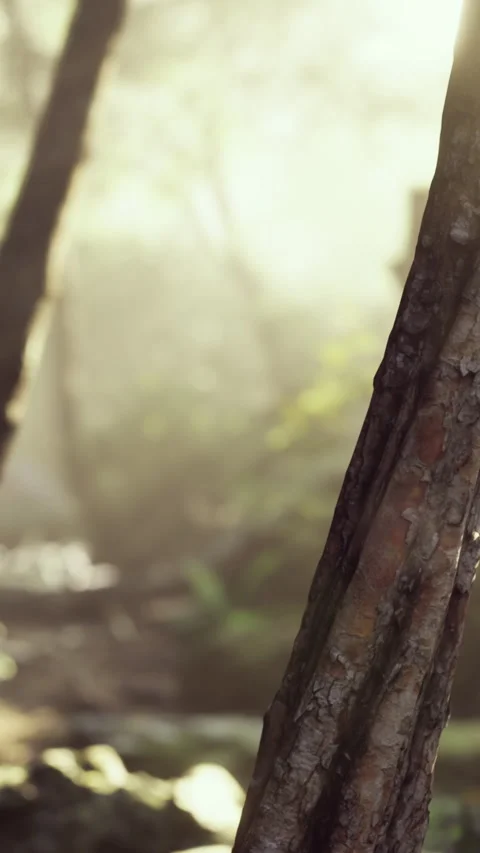 Sunlight filtering through trees in a forest in the morning light Stock Footage 342178144