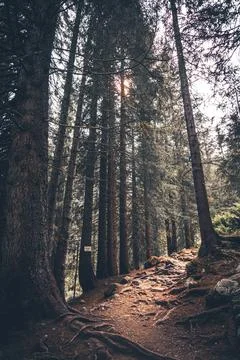 Sunlight Filtering Through Trees in a Forest with Rays Illuminating the Ground Stock Photos