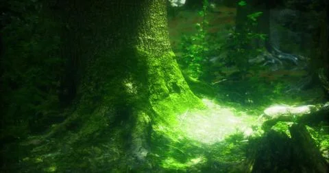 Sunlight filtering through trees highlights mossy forest floor Stock Illustration