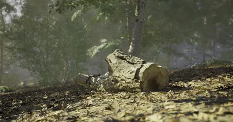 Sunlight filtering through trees highlights a fallen log in a peaceful forest Stock Illustration