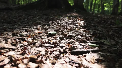 Sunlight filtering through trees illuminating forest floor covered in leaves Vidéo 312122908