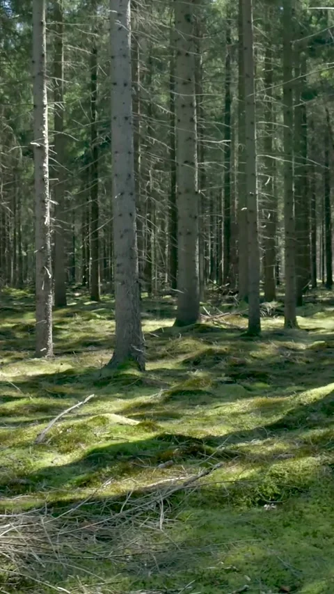 Sunlight Filtering Through Trees In Lush Green Forest Vidéo 335476934