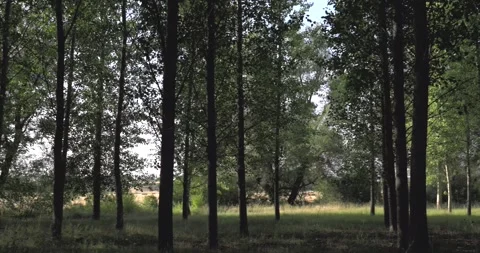 Sunlight filtering through the trees in a lush green forest 動画素材 344146896