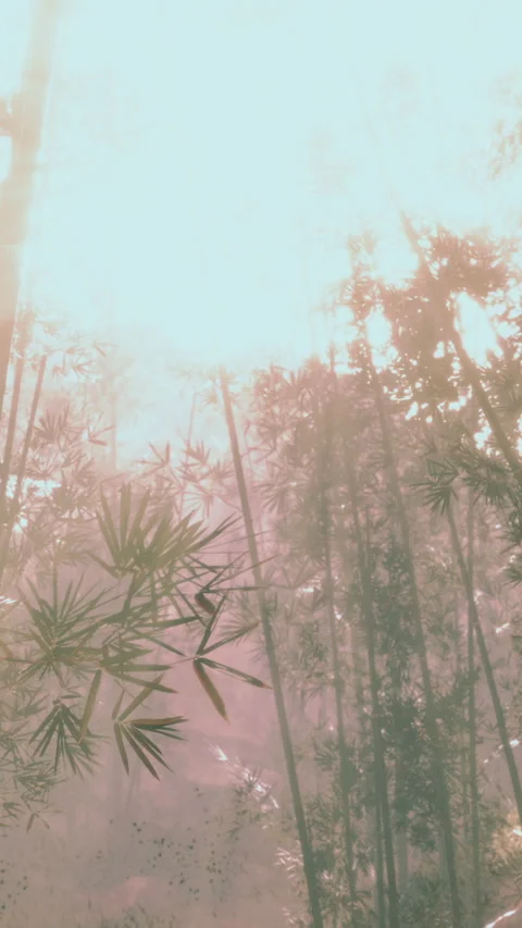 Sunlight filtering through trees in a lush bamboo forest during daytime Stock Footage 346758764
