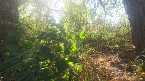 Sunlight filtering through trees in a lush green forest with lens flare Stock Footage 347252969