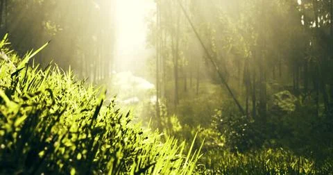 Sunlight filtering through trees in a lush green forest landscape Illustrazione stock