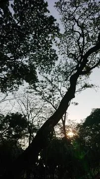 Sunlight Filtering Through Trees in a Lush Urban Park Stock Photos