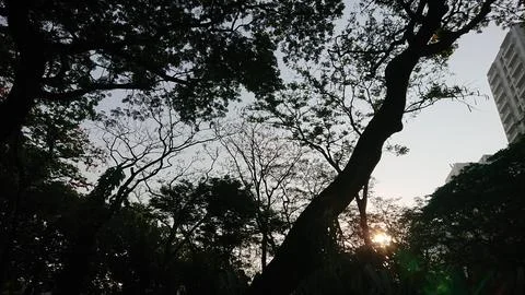 Sunlight Filtering Through Trees in a Lush Urban Park Stock Photos