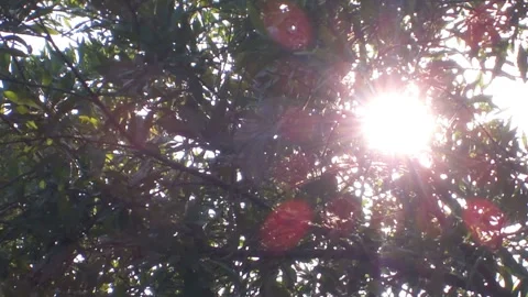 Sunlight Filtering Through the Trees of Maasai Mara, Africa 스톡 동영상 327251021