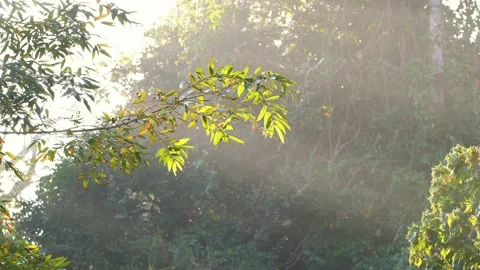 Sunlight filtering through trees on misty morning. Nature and tranquility. Видео 264145867