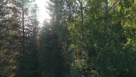 Sunlight filtering through trees in a mountain valley Video stock 312445933