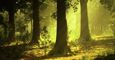 Sunlight filtering through trees in a peaceful forest setting Stock Illustration