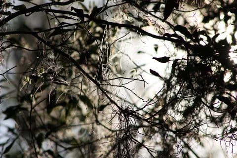 Sunlight Filtering Through the Trees Foto stock