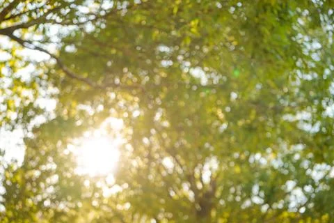 Sunlight Filtering Through Trees Stock Photos