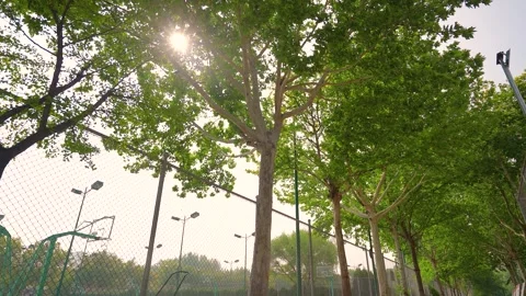 Sunlight filtering through trees at a quiet outdoor school sports playground Stock Footage 342110914