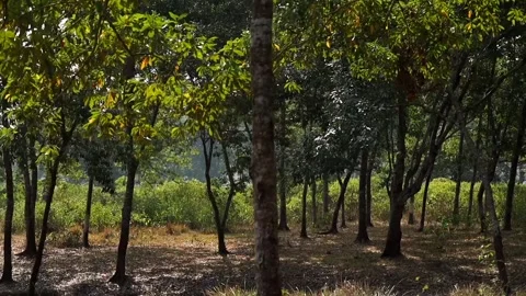 Sunlight Filtering Through Trees in Rural Woodland Area Stock Footage 328822759