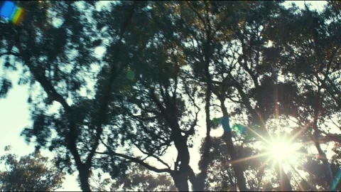 Sunlight filtering through trees as seen from a moving vehicle Stock Footage 336234727