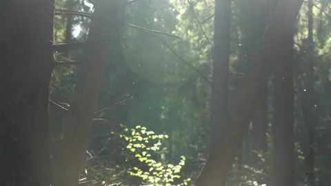 Sunlight filtering through trees in a serene forest setting Video stock 305455881