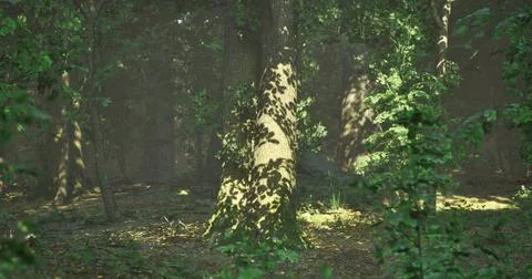 Sunlight filtering through trees in a serene forest environment Stock Illustration