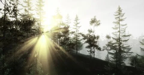 Sunlight filtering through trees in a serene forest landscape during morning Stock Illustration