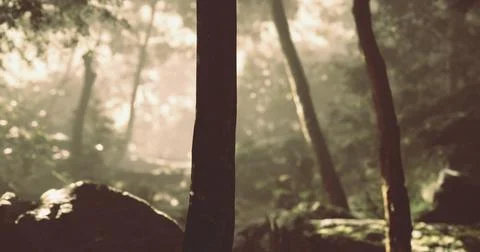Sunlight filtering through trees in a serene forest setting Stock Illustration