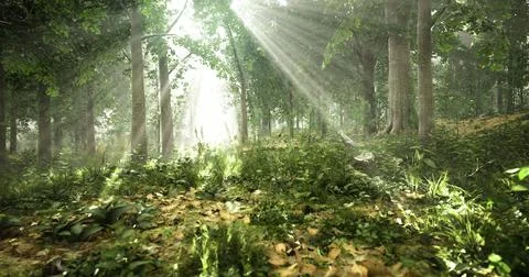 Sunlight filtering through trees in a serene forest during morning hours Illustrazione stock