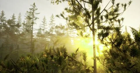 Sunlight filtering through trees in a serene forest during dawn Stock Illustration