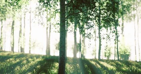 Sunlight filtering through trees in a serene forest during morning hours Stock Illustration