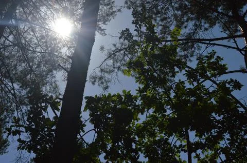 Sunlight filtering through trees in a serene forest environment during a clear Stock Photos
