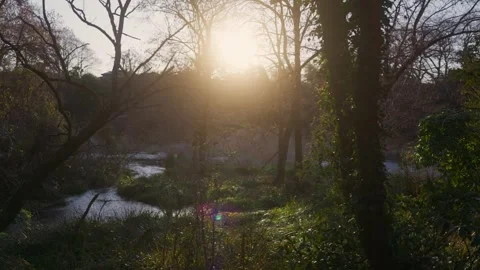 Sunlight filtering through the trees at sunset Stock Footage 328982838