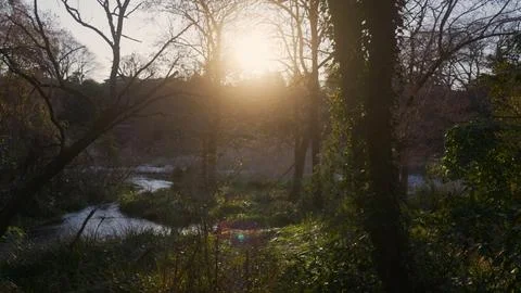 Sunlight filtering through the trees at sunset Foto stock