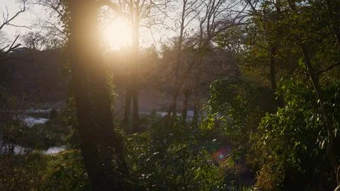 Sunlight filtering through the trees at sunset Foto stock
