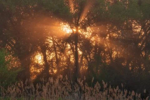 Sunlight filtering through trees at sunset. Golden sunbeams through forest fo Fotos de archivo