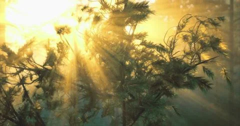 Sunlight filtering through trees in a tranquil forest during early morning Ilustração Stock